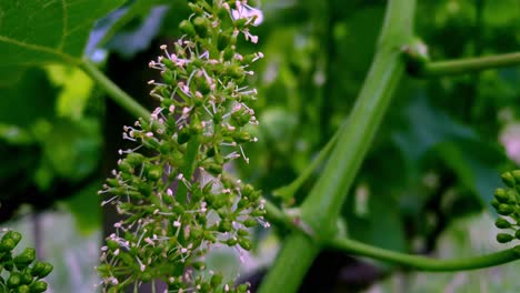 closeup of a blooming vine in a vineyard