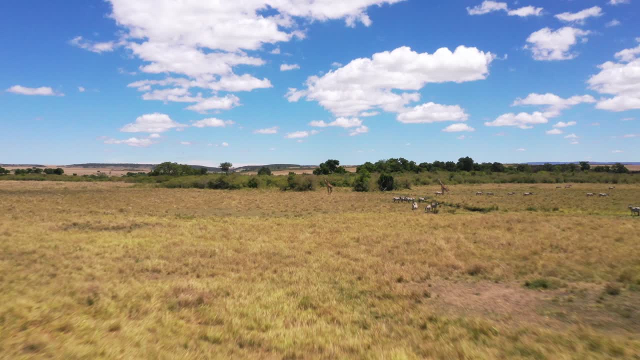 Drone Shot of Zebras and Giraffes in Kenya, Africa