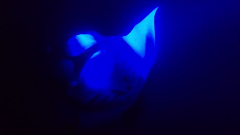 giant manta rays swim under blue light in ocean at night