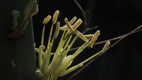 close up green cactus with yellow spines within a desert environment, city park in barcelona, montjuic. african background
