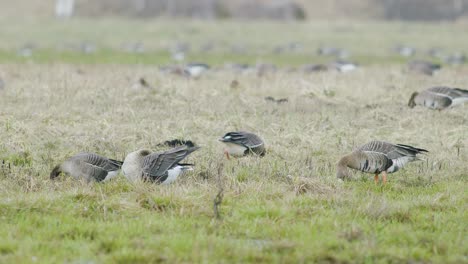 White-fronted-geese-flock-on-dry-grass-meadow-field-feeding-during-spring-migration