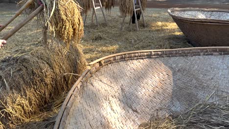 rice threshing process in rural khao yai