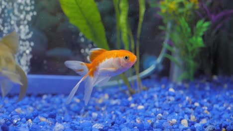 pez dorado feliz nadando en una pecera limpia