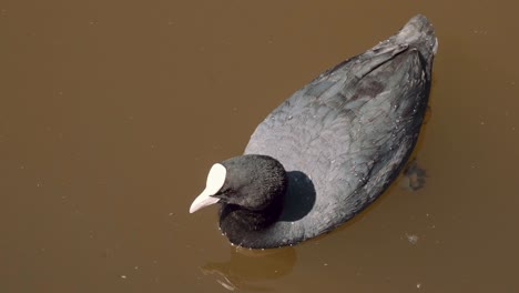 coot dives underwater in pond, slow motion close up