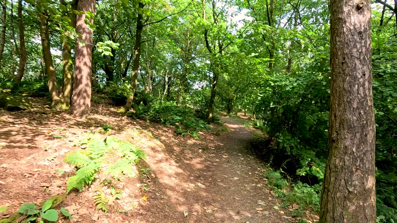 스코틀랜드의 스털링 (stirling) 에 있는 조용한 숲길