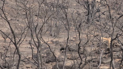 panning footage of the desolate surface in nature after a forest fire passed by and reduced everything to ashes and the trees blackened