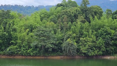 Forest-trees-and-plants-on-the-lakeshore