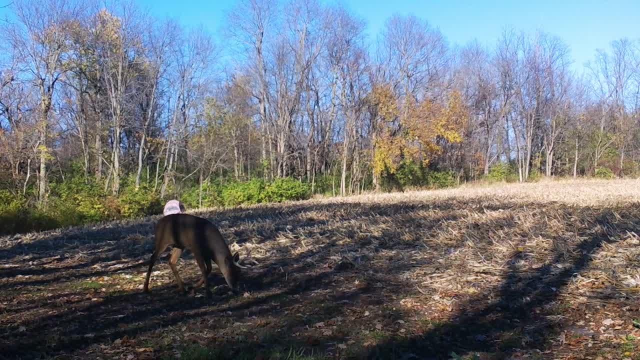 White Tail Deer Buck purposefully walking along a harvested corn field in the Midwest in autumn; his nose is down following the scent of a doe; concepts of wild game management, wildlife and hunting