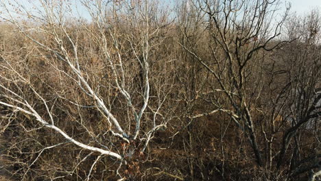 Getrockneter-Wald-Mit-Blattlosen-Zweigen-In-Der-Nähe-Von-Lake-Flint-Creek,-Benton-County,-Arkansas,-Usa