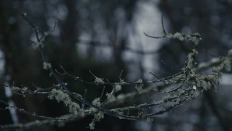 Branches-with-lichen-blowing-gently-in-wind