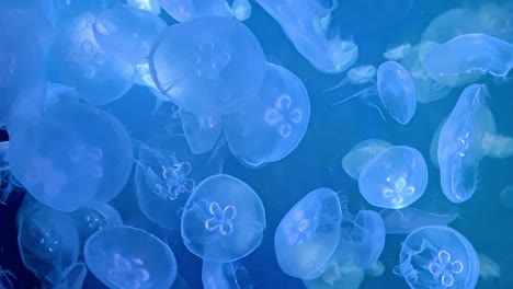 Vertical-Long-shot-of-beautiful-jellyfishes-swimming-in-a-blue-water-tank