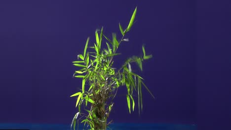 ground plant with blue screen background