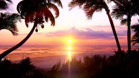 amazing beautiful sunset over the endless ocean. blue sky, yellow sun, palm trees, endless ocean and seascape. summer, beautiful sunset on the sea coasts. looping animation.