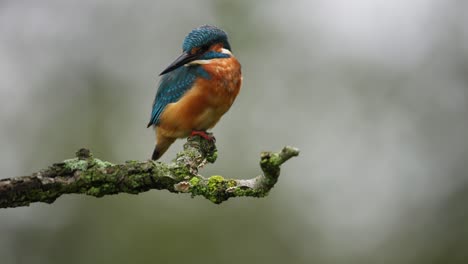 close up static shot of a kingfisher sitting on a mossy covered branch looking around, with a blurry background, slow motion