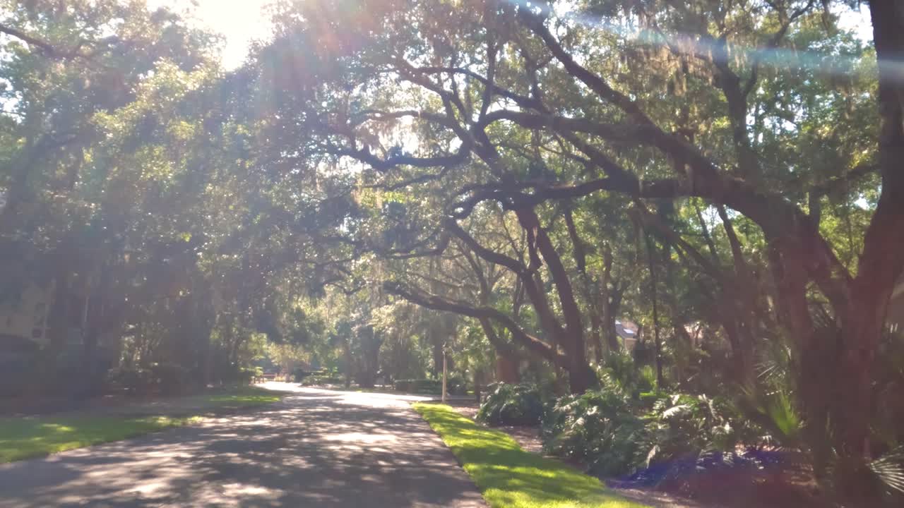 사우스캐롤라이나주 힐튼 헤드에 스페인 이끼가 있는 아름다운 버지니아 라이브 오크 나무 아래를 걷고 있습니다.
