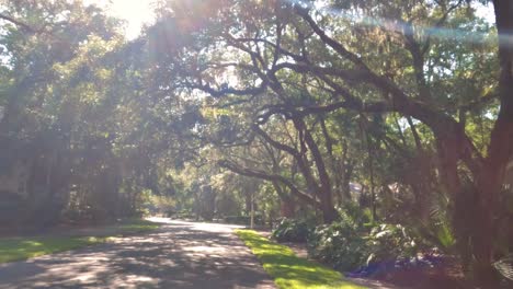 caminando bajo hermosos robles vivos de virginia con musgo español en hilton head, carolina del sur