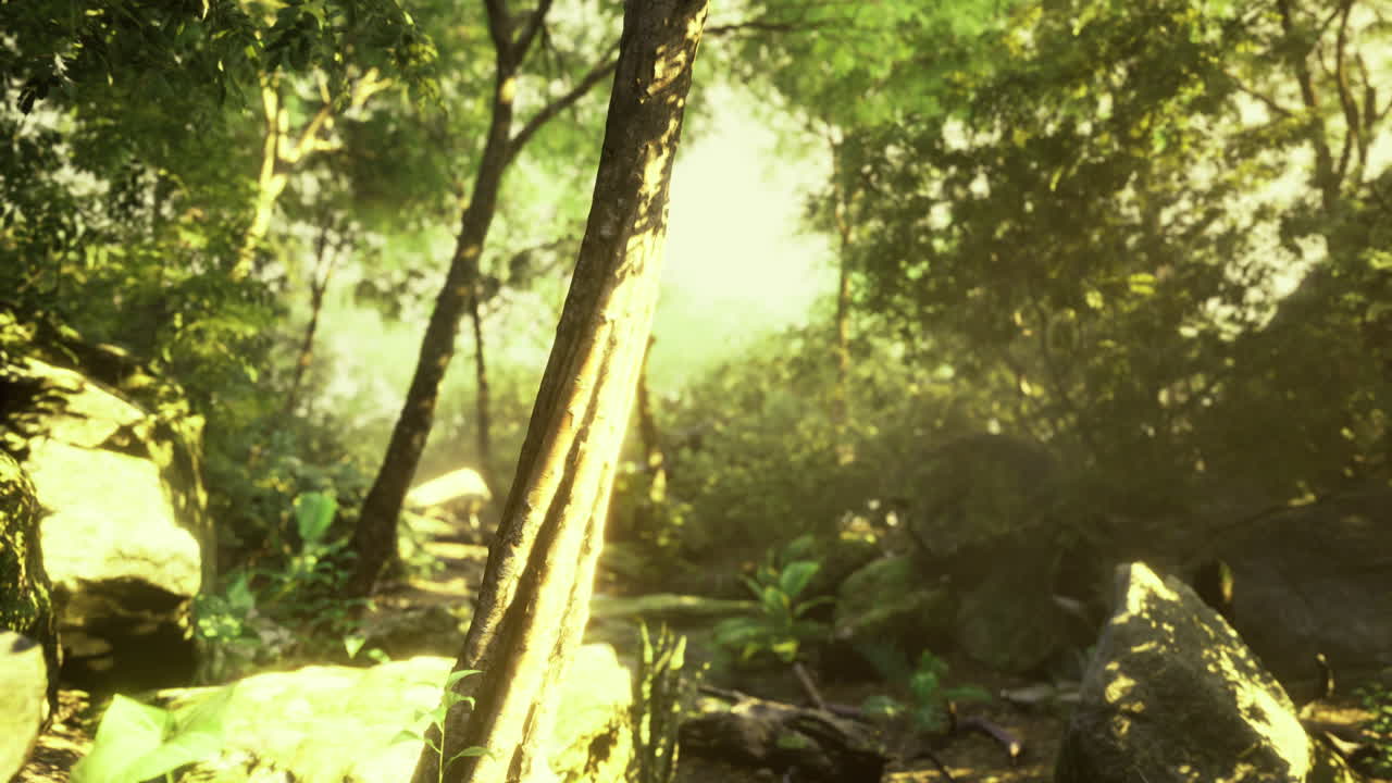 빛이 울창한 정글 숲을 가로질러 필터링