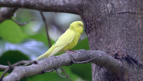 Periquito-Bastante-Amarillo-Donde-Se-Posan-En-La-Rama-De-Un-árbol---Cerrar