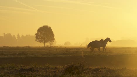 horses running and playing through the early morning mist, sunrise