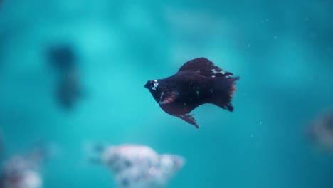 Balloon-Molly-fish-gliding-serenely-through-the-aquarium-waters