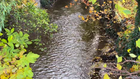 Kleiner-Bach-Im-Herbst-Vertikal-Im-Bild,-Rechtes-Und-Linkes-Ufer,-Gelbgrüne-Blätter