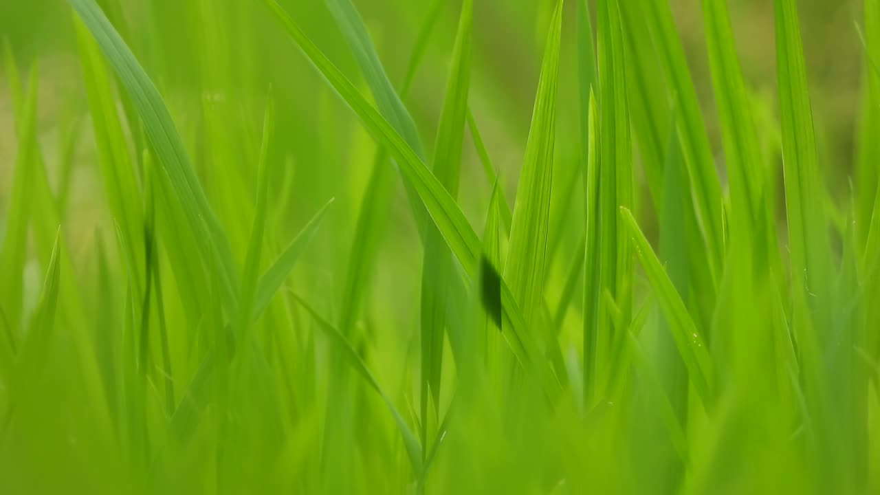 паук отдыхает на рисовом листе