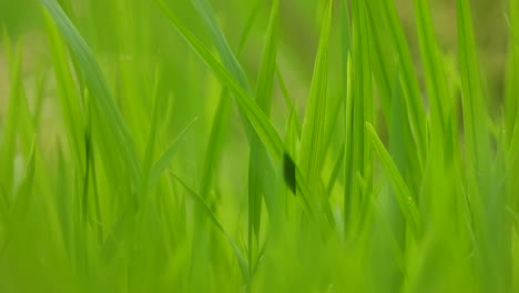 Spider-relaxing-on-rice-leaf-