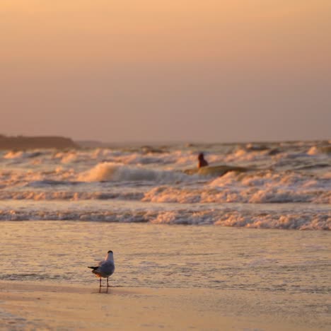 sea wave on beach at sunset