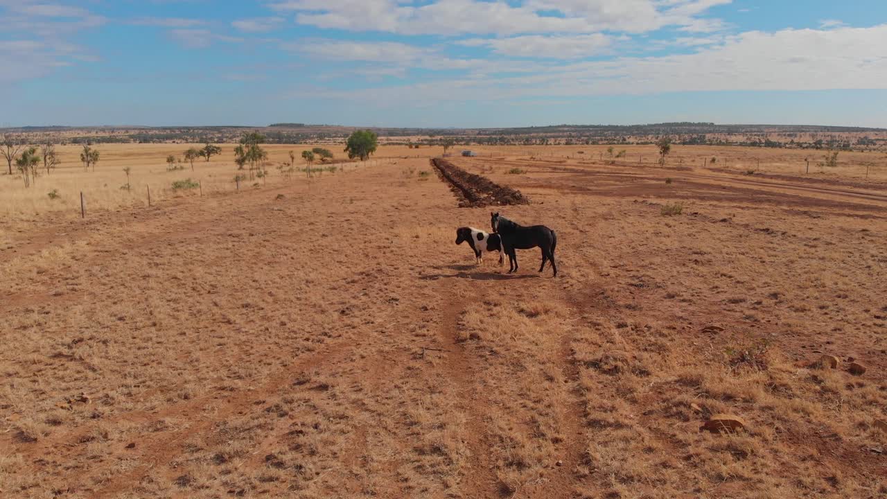 Cavallo in una fattoria nell'outback di Emerald, Queensland, Australia
