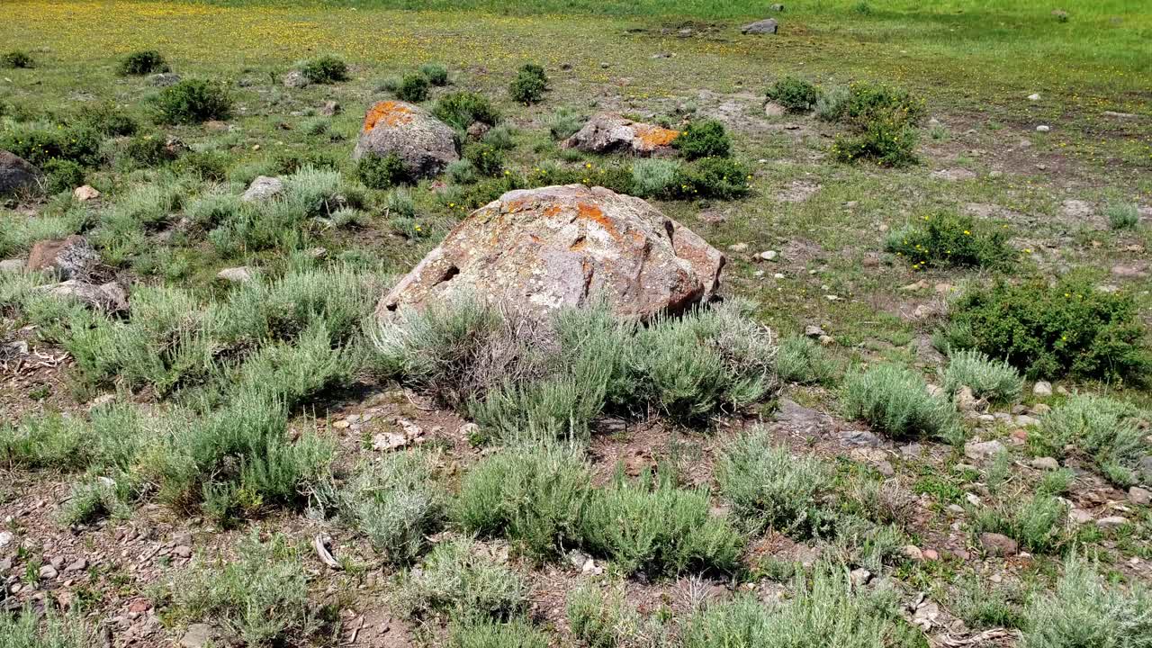 revelación vertical del bosque nacional de fish lake bajo el cielo de verano