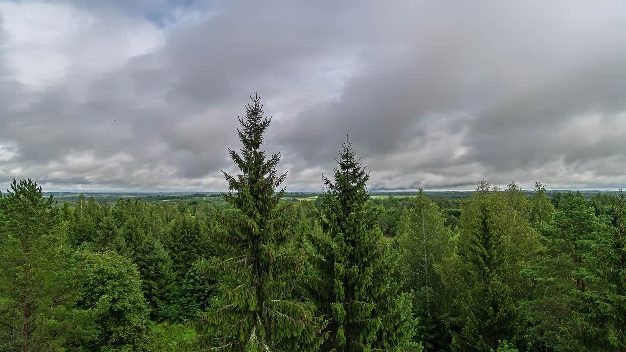 timelapse of clouds moving over tree tops of green forest