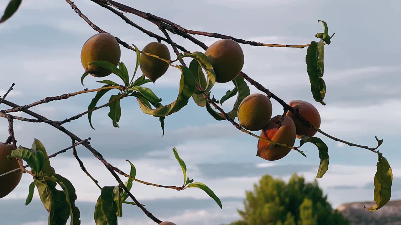 melocotones en una rama de árbol
