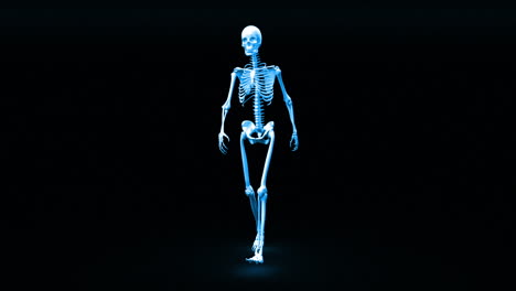 skeleton appears and becomes fully formed human