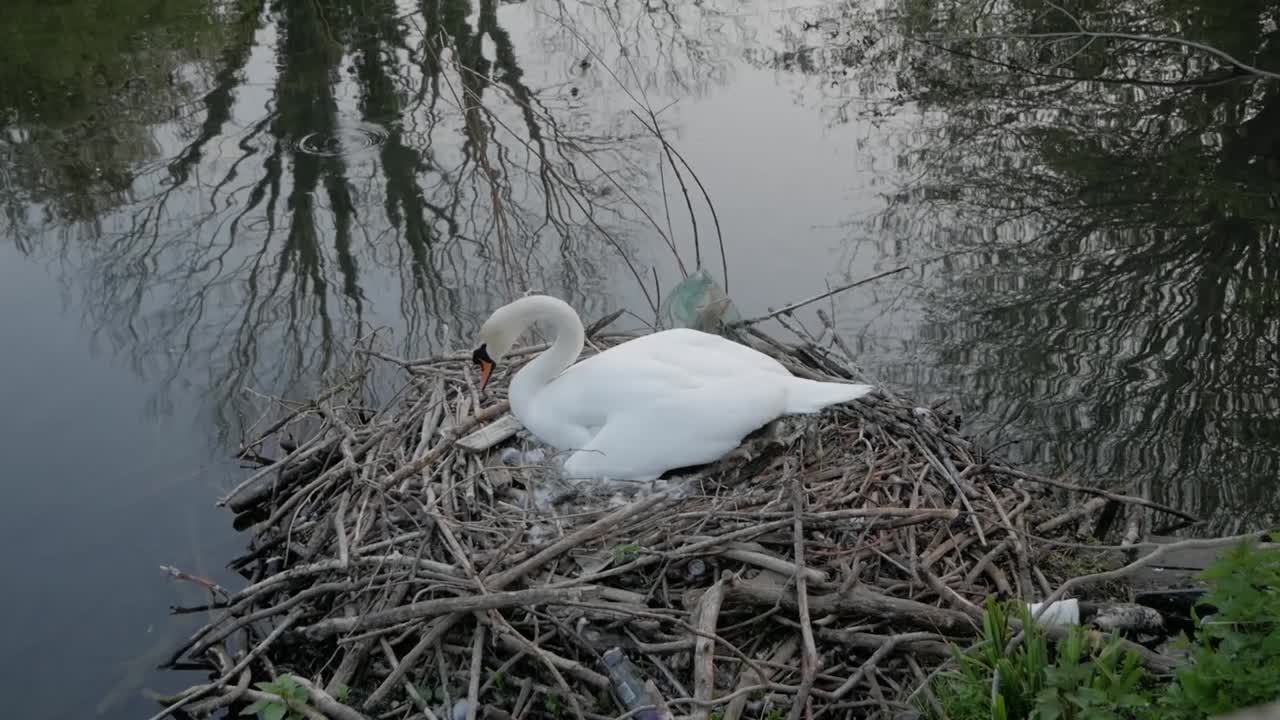 Swan mother nesting protecting cygnet eggs alongside lake water