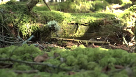 low angle green plants on the ground with mossy lying wood and trees during sunlight in nature, tilt up