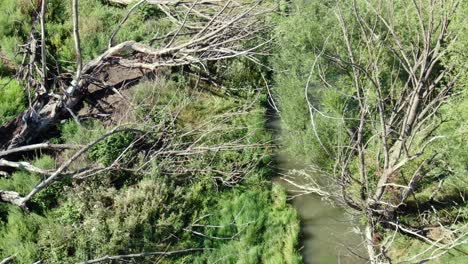 Drone-video-of-a-river-channel-winding-through-a-farmland,-surrounded-by-dry-trees-and-green-pastures