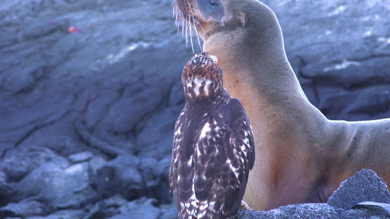 바다사자와 매가 갈라파고스 제도의 죽은 이구아나 위에 서 있다 1
