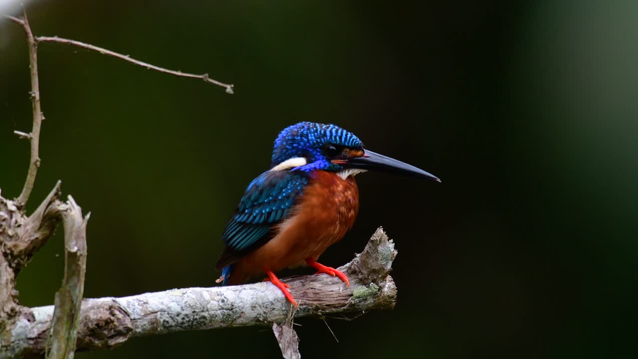 el martín pescador de orejas azules es un pequeño martín pescador que se encuentra en tailandia y es buscado por los fotógrafos de aves debido a sus hermosas orejas azules, ya que también es un pájaro lindo para observar