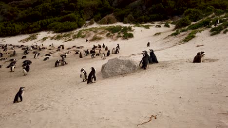 pingüinos africanos en boulders beach, ciudad del cabo, sudáfrica