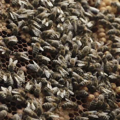 un primer plano de las abejas que trabajan duro en la colmena
