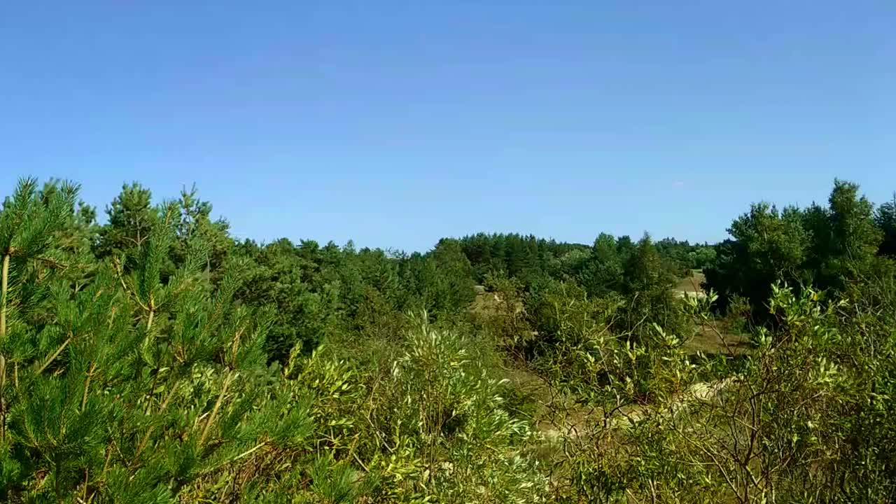 クルゼメ（ラトビア）の緑豊かな森と青い空。