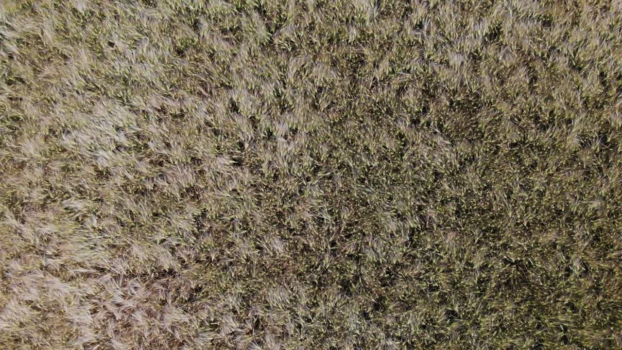 imágenes de drones de cultivos maduros oscilantes de cebada-centeno, vista directamente hacia abajo