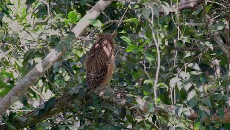 The-Buffy-Fish-Owl-is-a-big-owl-and-yet-the-smallest-among-the-four-Fish-Owls