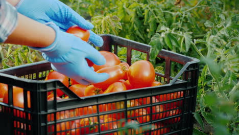 verduras frescas en el jardín - una caja con tomates entre las ramas de los tomates
