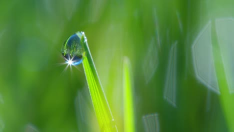 Dew-Drop-Macro-Shot-01