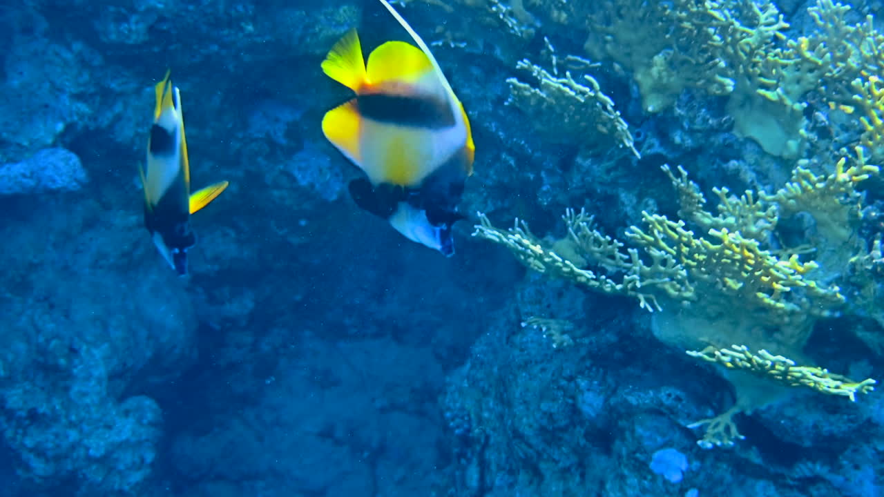 Close up of Pennant coralfish swimming near a coral reef