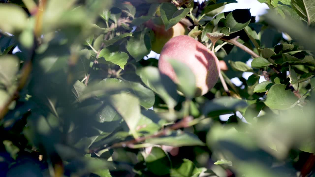 Apples Growing on a Tree