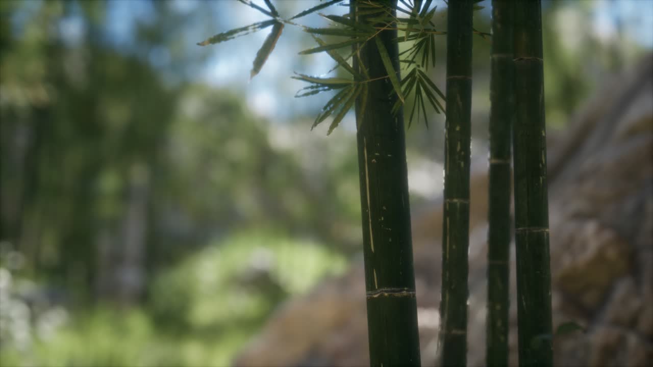 fondo de bosque de árboles de bambú verdes