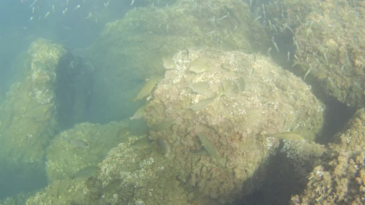 Lille gruppe stribede fisk svømmer over et undervandsrev med sten og tang. Marint økosystem og biodiversitetshabitat.