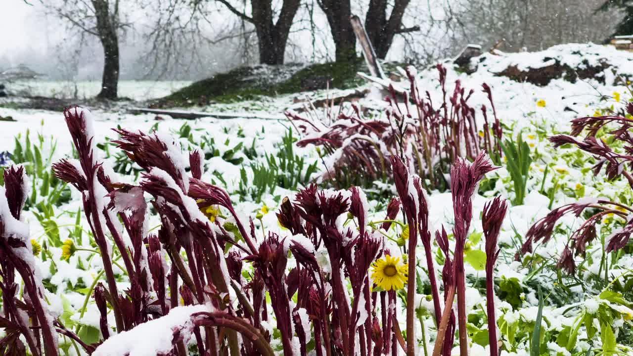 Fiori in fiore in giardino, coperti di neve da un'improvvisa bufera di neve ad aprile, Lettonia